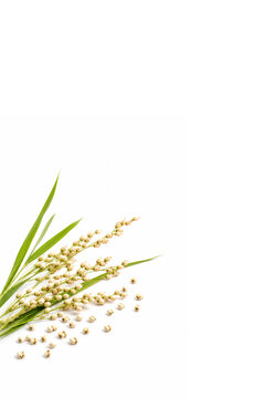 pearl barley isolated on white background