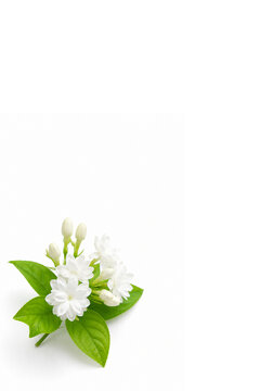 Royal Jasmin on white background