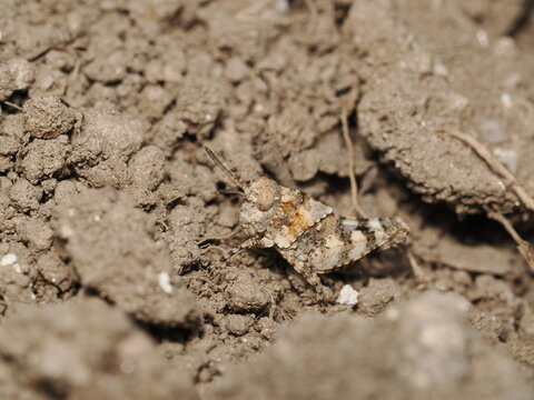 Ninfa de saltamontes (Acrididae) con coloraci&oacute;n cr&iacute;ptica marr&oacute;n y gris. Posee un cuerpo robusto, un pronoto rugoso, antenas cortas, grandes ojos compuestos y patas posteriores adaptadas para el salto.