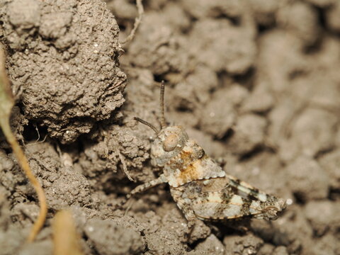 Ninfa de saltamontes (Acrididae) con coloraci&oacute;n cr&iacute;ptica marr&oacute;n y gris. Posee un cuerpo robusto, un pronoto rugoso, antenas cortas, grandes ojos compuestos y patas posteriores adaptadas para el salto.