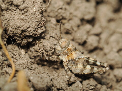 Ninfa de saltamontes (Acrididae) con coloraci&oacute;n cr&iacute;ptica marr&oacute;n y gris. Posee un cuerpo robusto, un pronoto rugoso, antenas cortas, grandes ojos compuestos y patas posteriores adaptadas para el salto.
