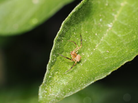 Ara&ntilde;a cangrejo (Thomisidae) de cuerpo peque&ntilde;o con cefalot&oacute;rax pardo. Sus patas anteriores son notablemente m&aacute;s largas, robustas y est&aacute;n provistas de bandas oscuras transversales.