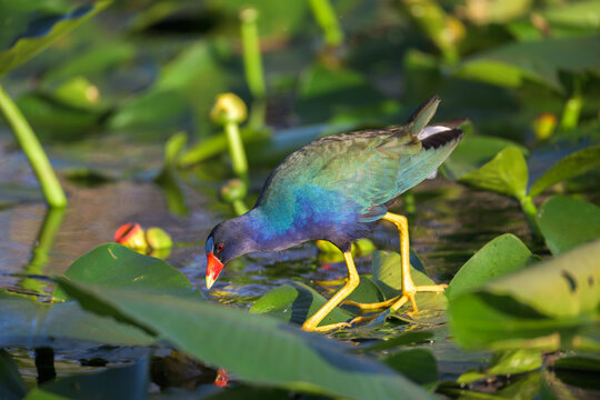 Purple gallinule leaning down to inspect a spatterdock lily pad in Everglades National Park