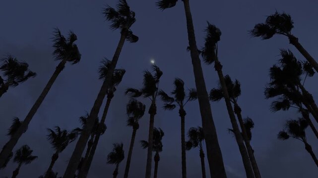 Mysterious low angle view of tall palm trees silhouetted against a dark blue sky, their fronds blowing in a strong wind during a moody and dramatic night with a crescent moon overhead