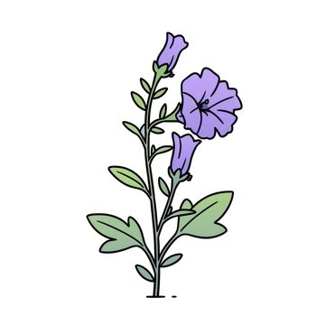 Canterbury Bell flower acanthaceae blossom herbal.