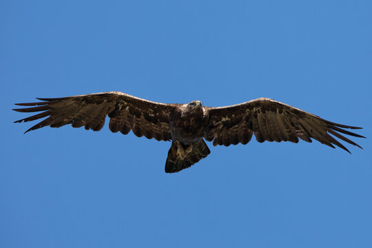 Extremely close view of a golden eagle flying, seen in the wild in  North California
