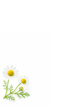 Chamomile isolated on white background