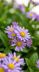 Fototapeta premium Vibrant Purple Aster Flowers in Bloom With Yellow Centers in Garden Setting Freshness Growth Blossom Springtime Floral Beauty