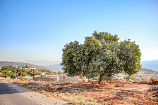 A solitary olive tree standing on a dry red earth hill under a clear blue sky in the countryside