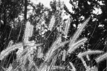 Wild grass and vegetation photographed in monochrome with soft natural light. © Anastasia
