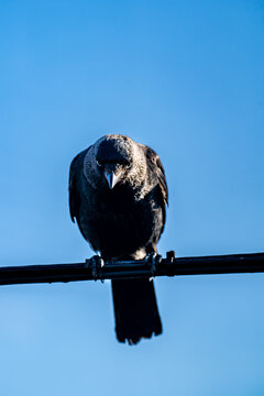 Black crow perched on a metal railing against blue sky