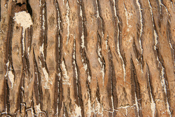 Naklejka premium Weathered wooden surface texture with natural grain, aged appearance and rustic character.