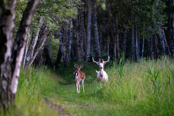 Deer standing among tall tree trunks in a dim forest © Piotr