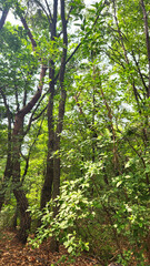 Fototapeta premium Lush Green Trees and Young Plants in Forest