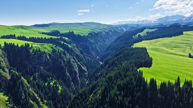 Aerial view of the stunning canyon with lush green grasslands and dense pine forests in Xinjiang, China.
