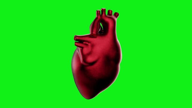 Ralistic human heart rotates against a green screen background. Ideal for medical, educational, or health-related visual projects. 3d Anatomy Video
