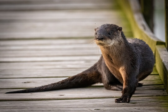 North American River Otter 