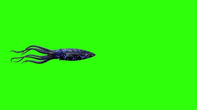 A mesmerizing animation of a dark, bioluminescent squid gliding through the water, isolated on a green screen. This graphic is perfect for deep-sea themed projects, sci-fi alien creature effects, and 