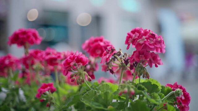 Pink geranium flowers grow in an outdoor planter on a lively city street during bright daytime hours