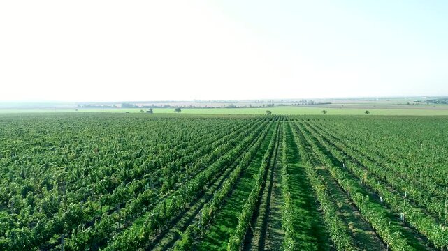 Aerial view of sunshine grape field
