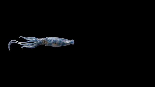 A detailed 3D animated blue-toned squid swimming horizontally across the frame. The creature is isolated against a solid black background, ideal for deep-sea documentaries, sci-fi overlays, or educati