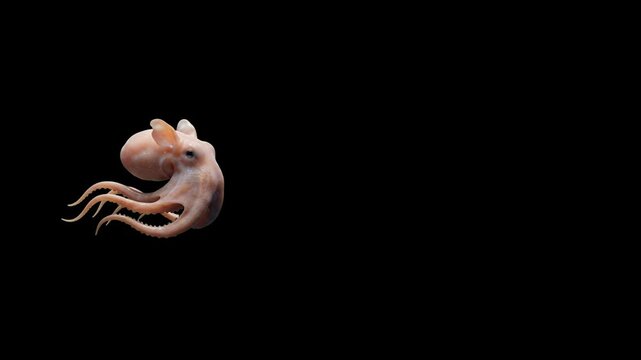 A 3D animated pink octopus floats and glides across a solid black screen with smooth tentacle movements. This underwater marine life asset is designed for seamless compositing into aquatic and oceanic