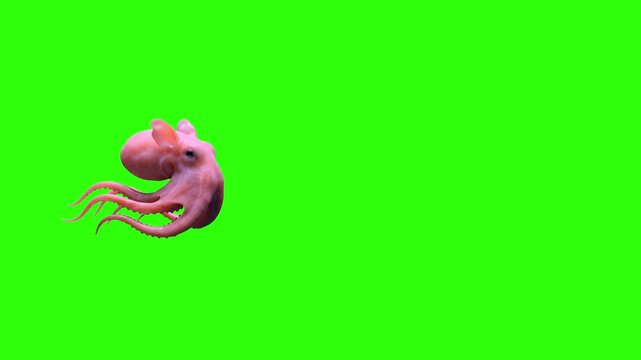 A cute, small pink octopus swimming gracefully against a solid green screen backdrop. This vibrant marine asset is perfect for children's educational videos, aquatic-themed motion graphics, and underw
