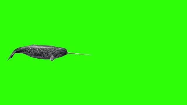 A realistic 3D animated narwhal with a prominent long tusk swimming across a bright green backdrop. This high-quality visual asset is perfectly isolated for seamless post-production editing.