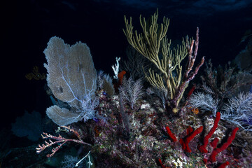 Branching sea plumes, large sea fans, and colorful sea sponges growing along a coral reef in the Florida Keys © Sergio Llaguno