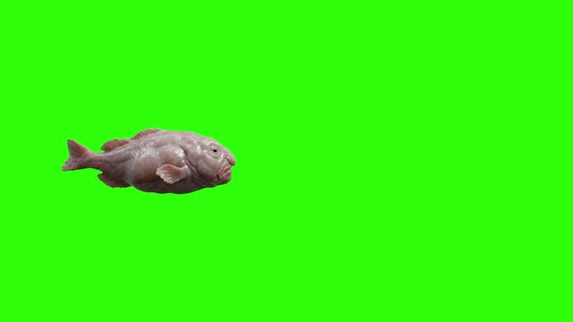 An isolated, high-detail graphic of a blobfish floating against a solid green screen background. This unique creature asset is ideal for nature documentaries, marine biology projects, or humorous vira