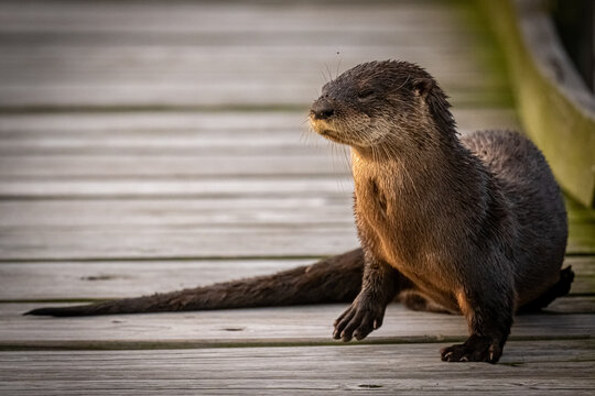 North American River Otter 