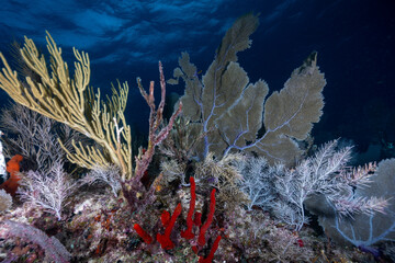 Branching sea plumes, large sea fans, and colorful sea sponges growing along a coral reef in the Florida Keys © Sergio Llaguno