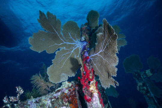 Large purple sea fans and red sponges attached to a vertical wreckage column on a reef in the Florida Keys