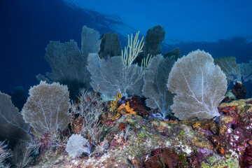 Panoramic underwater landscape showcasing colorful sea fans and branching sea whips on a tropical coral reef © Sergio Llaguno