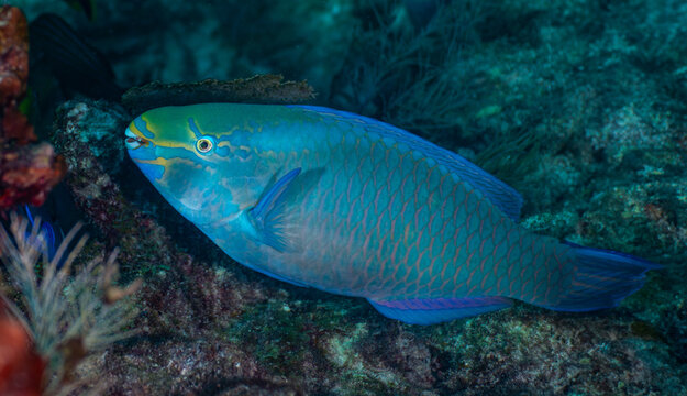  Queen parrotfish in terminal phase cruising across a deep coral reef in the Florida Keys