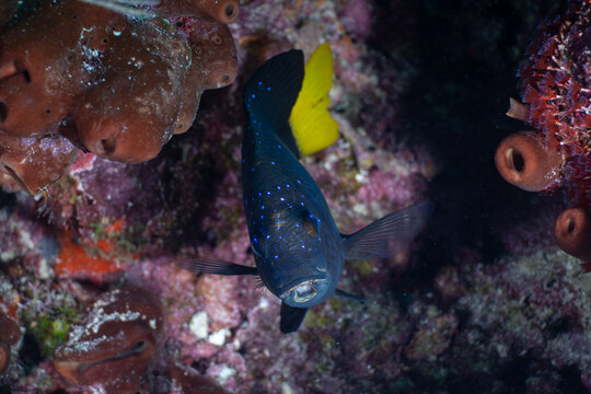 Yellowtail damselfish fish darting forward while displaying its bright yellow tail and neon blue spots
