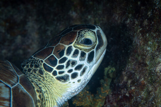 Extreme close-up portrait highlighting the detailed facial scales of a green sea