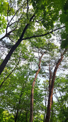 Fototapeta premium Fresh Green Leaves in Summer Forest