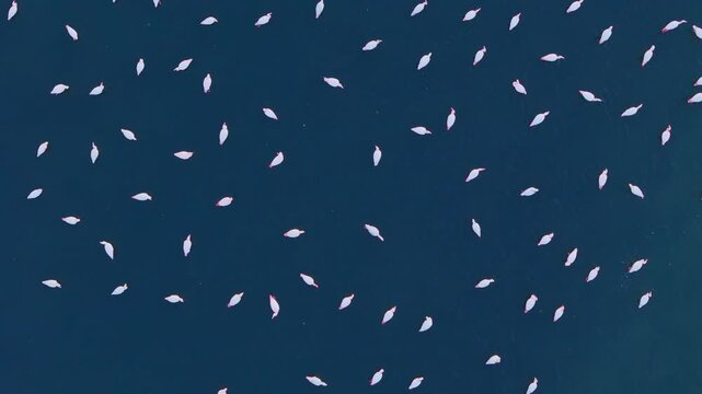 Flock of flamingos in shallow blue water seen from directly above. Natural arrangement of birds creates an abstract wildlife pattern in coastal wetland habitat.