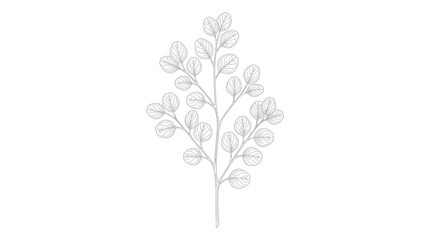 Minimalist eucalyptus branch sketch with delicate leaves. © IFFA