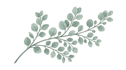 Watercolor eucalyptus branch with leaves and buds, isolated on white. © IFFA