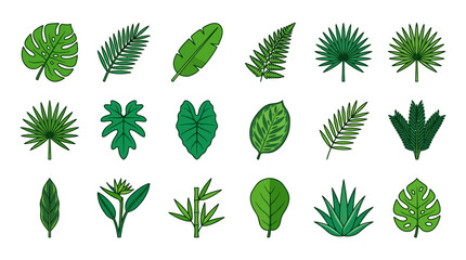 Collection of diverse tropical leaves and exotic plant illustrations © IFFA