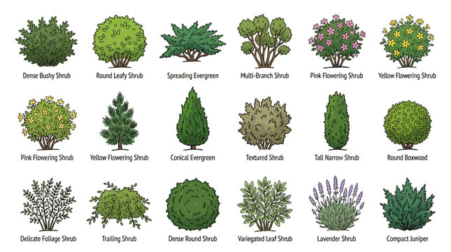 Illustration of various shrub types and garden plants with names