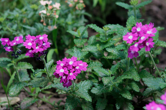 purple verbena in the garden