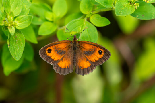a Gatekeeper butterfly (Pyronia tithonus), male, at rest on a leaf, wings open