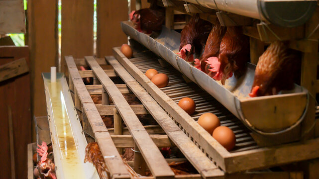 Laying Hens And Eggs In Traditional Poultry Coop
