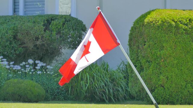Waving national flag of Canada framed by manicured cedar hedges