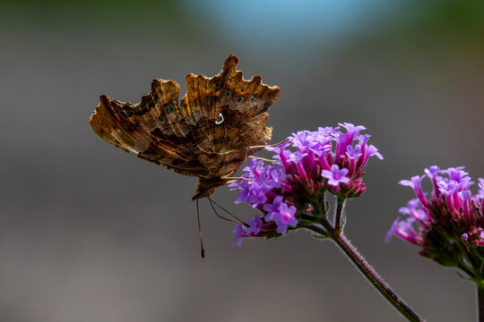A Comma butterfly (Polygonia c-album). Isolated against the background on a verbena flower.  Wings closed