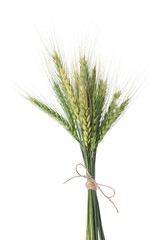 Fototapeta premium Bunch of green wheat spikes isolated on white