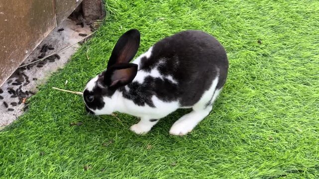 Black and white spotted rabbit sitting on vibrant green grass, viewed from above in a garden setting.